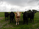 23_Cattle
